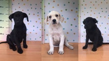 Imagem de Câmara de Santa Cruz apela à adoção responsável de três cães