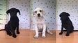 Câmara de Santa Cruz apela à adoção responsável de três cães