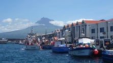 Imagem de Pescas: entreposto de frio da Horta vai entrar em obras (Vídeo)