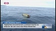 Lobo-marinho aparece morto nas ilhas desertas (Vídeo)