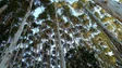 Navigator quer mais área para plantação de eucalipto em Portugal