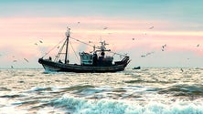 Imagem de Pesca sustentável em discussão no Funchal