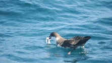 Imagem de Aves marinhas em risco devido à exposição ao plástico