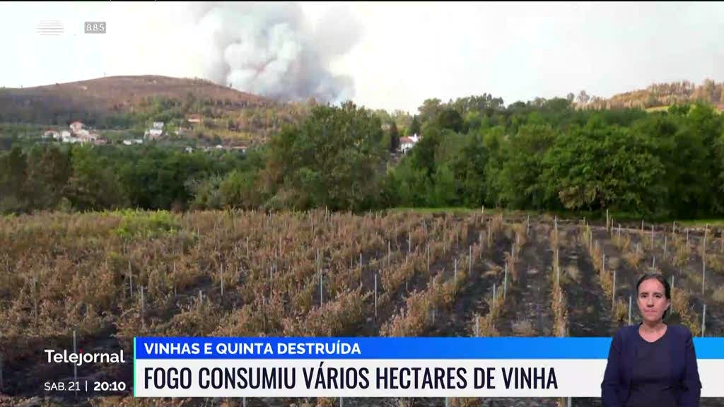 Fogo consumiu vários hectares de vinha da Quinta da Boavista