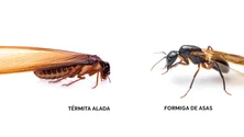 Imagem de Asa de uma formiga com 1 milhão e 300 mil anos encontrada na Madeira (áudio)