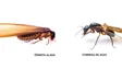 Asa de uma formiga com 1 milhão e 300 mil anos encontrada na Madeira (áudio)