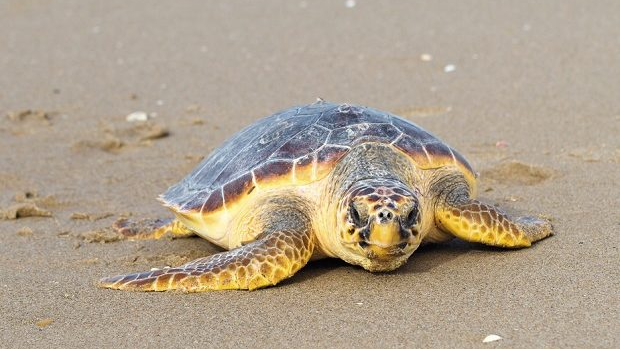 Imagem de Tartaruga marinha resgatada no Paul do Mar