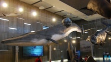 Imagem de Museu da Baleia vai usar drones para captar sopros dos animais