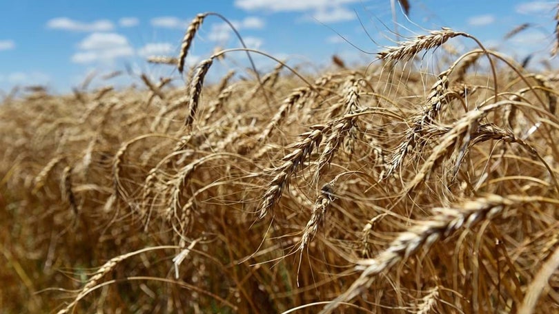 Ucrânia/Rússia: Acordo para desbloquear exportações de cereais assinado hoje