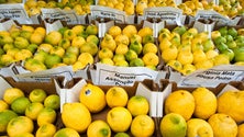 Imagem de Festa do limão junta mais de 500 agricultores em Santana