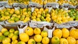 Festa do limão junta mais de 500 agricultores em Santana