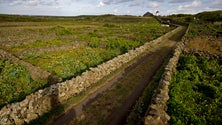 Imagem de Governo apoia quinta pedagógica na Graciosa (Vídeo)