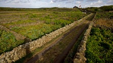 Governo apoia quinta pedagógica na Graciosa (Vídeo)