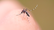 Imagem de Estudo do dengue possibilita a criação de futuras vacinas