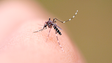 Estudo do dengue possibilita a criação de futuras vacinas