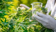 Imagem de Uso medicinal de canábis aumenta risco de problemas cardíacos
