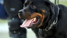 Imagem de Mais de 740 ataques de cães na via pública nos últimos três anos