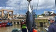 Quota do atum rabilho esgotada (vídeo)