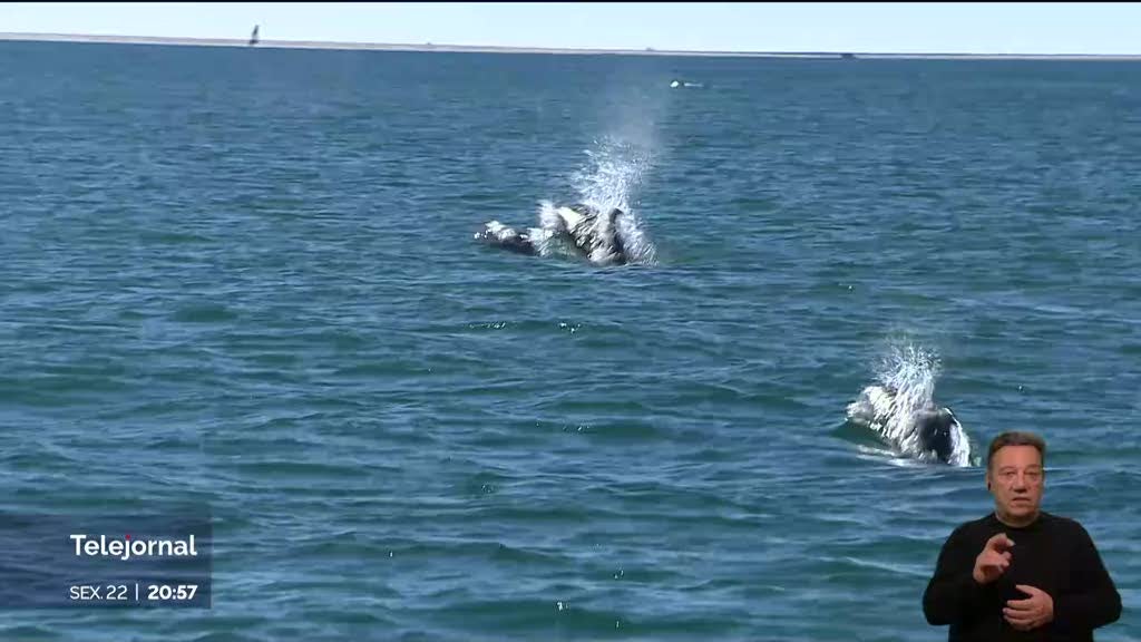 Nasceram seis golfinhos no estuário do Sado
