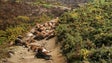 Relâmpago mata 68 cabras em Arcos de Valdevez