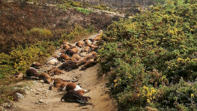 Relâmpago mata 68 cabras em Arcos de Valdevez