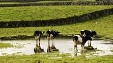 Governo cria estágios para investigação agroalimentar (Vídeo)