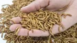 Larvas vão ser transformadas em farinhas (áudio)