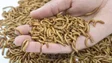 Imagem de Larvas vão ser transformadas em farinhas (áudio)