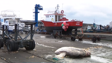 Imagem de Peixe-lua gigante encontrado no porto da Horta (Vídeo)