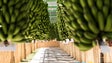 Imagem de GESBA vai distribuir 650 mil euros por 2800 bananicultores