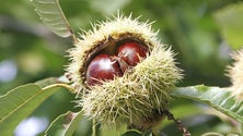 Imagem de Produção de castanha deve aumentar 40% este ano (vídeo)