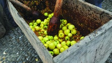 Produção de pêros e maçãs aumentou 10%