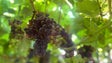 Viticultores dizem que o preço pago pela uva é pouco para os gastos (vídeo)