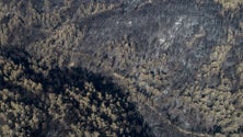 Imagem de Oito pessoas morrem em queda de avião