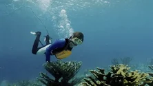 Imagem de «MARGULHAR» vem ajudar a consolidar a Madeira no turismo de mergulho (áudio)