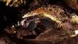 Imagem de Grutas de São Vicente celebram 20 anos de abertura ao público (Vídeo)