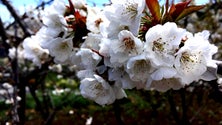 Imagem de Agricultores do Jardim da Serra otimistas com produção de cereja