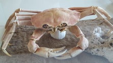 Imagem de Estação de Biologia Marinha reclama embarcação de investigação