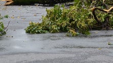 Mau tempo já provocou queda de árvores, derrocadas e inundações