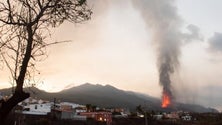 Imagem de Vulcão nas Canárias já devastou 240 hectares