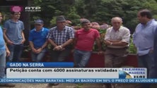 Imagem de Petição para devolver o gado às serras da Madeira já tem 4 mil assinaturas