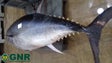 GNR apreende 222 quilos de atum no Funchal