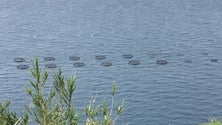Imagem de «Aquacultura veio para ficar» (áudio)