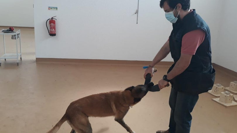 Imagem de Empresa madeirense em estudo internacional