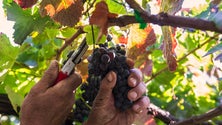 Imagem de Excesso de produção de uvas custa meio milhão de euros à Madeira