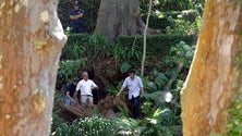 Imagem de Juíza do caso da queda da árvore do Monte realiza diligências processuais no local do acidente
