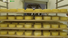 Imagem de Produtores de leite do Faial vão receber mais (Vídeo)