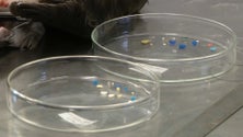Imagem de Atuais níveis de microplásticos afetam trato digestivo das aves marinhas