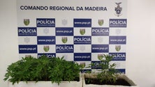 Imagem de PSP detém homem com 113 plantas de canábis