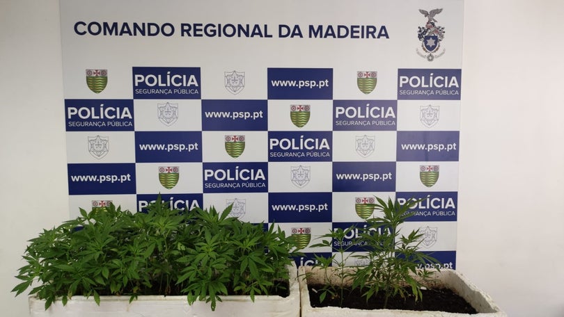 Imagem de PSP detém homem com 113 plantas de canábis